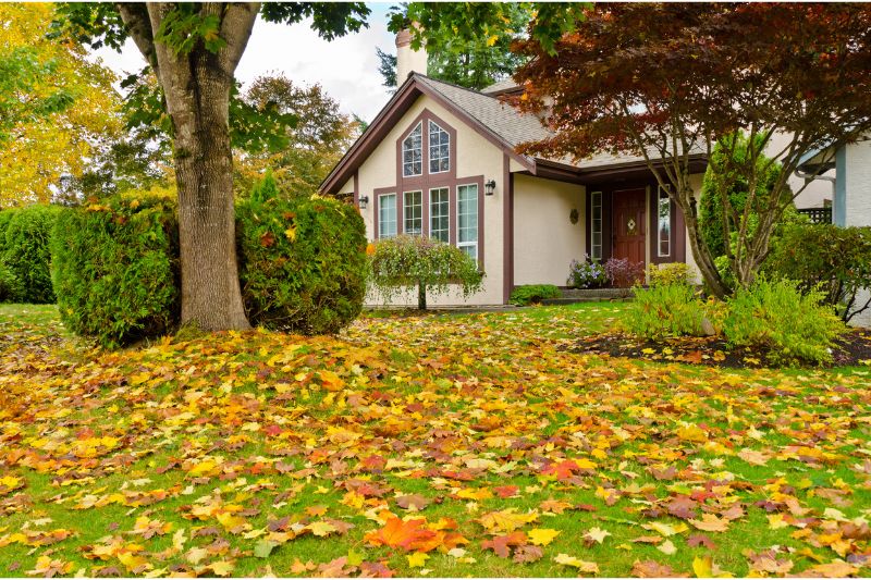 Fall yard